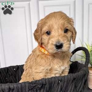 Wells, Mini Goldendoodle Puppy